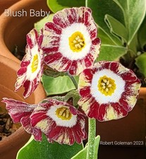 Primula auricula 'Blush Baby'