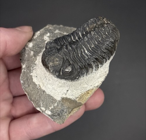 Budget grade phacops trilobite - phacops,