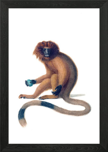 Golden lion tamarin framed - golden,