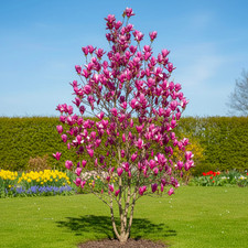 Magnolia Susan 9cm | Pink