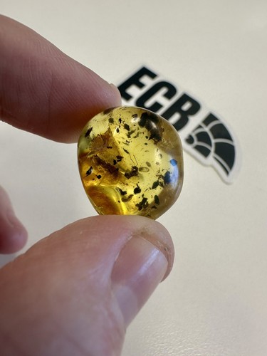 Baltic amber with mosquito - amber,