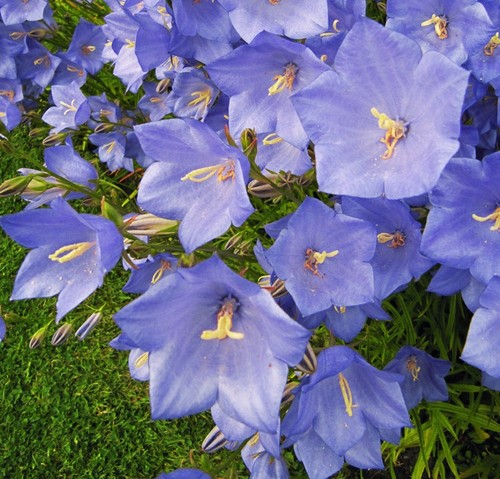 Campanula persicifolia - 6,