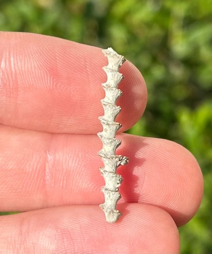 Alabama fossil archimedes - alabama,