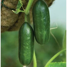 T&M Cucumber 'Mini Munch'