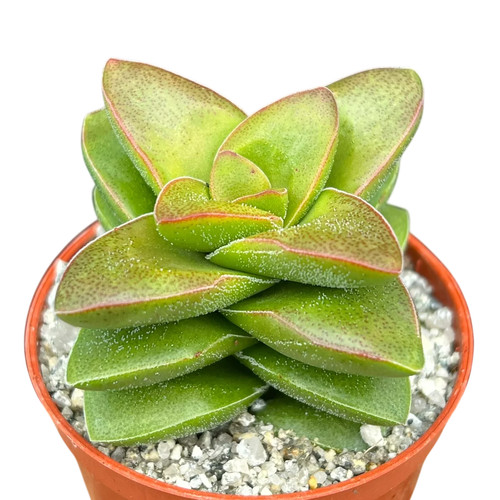 Crassula springtime uk - crassula,