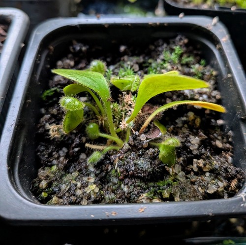 Cephalotus folicularis leaf - cephalotus,