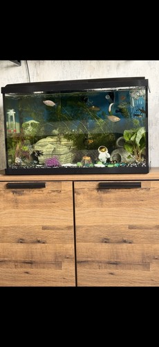 Love fish 56l - fish, tank