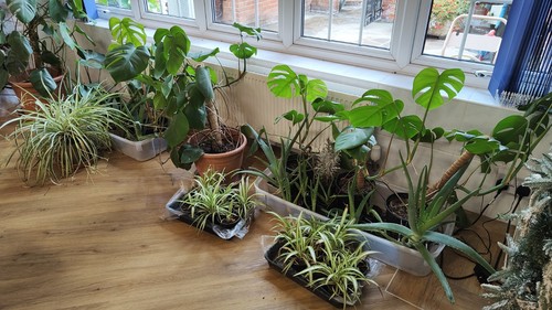 House plants job lot - house,