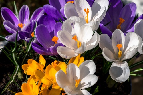 Dwarf crocus mixture bulbs - dwarf,
