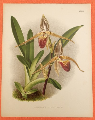 Cypripedium elliottianum