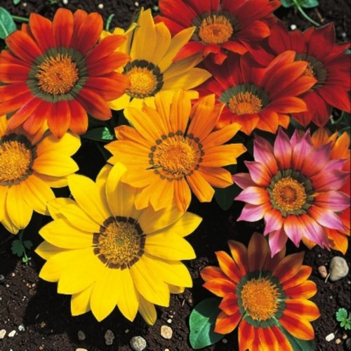 Gazania mix pack - 6,