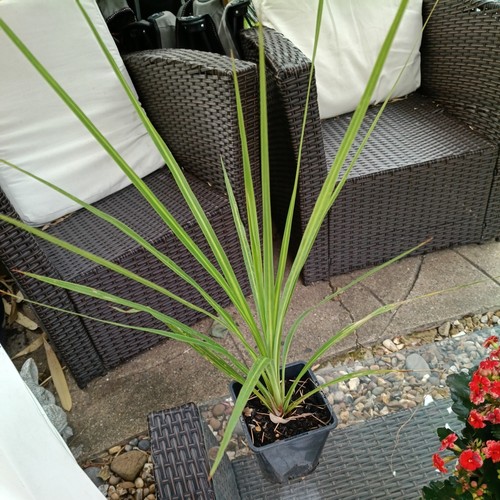 Green cordyline torbay palm - (,