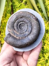 DACTYLIOCERAS TENUICOSTATUM AMMONITE WHITBY YORKSHIRE UK DINOSAUR FOSSIL