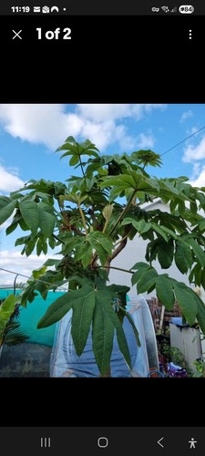 Tetrapanax papyrifer rex - tetrapanax,