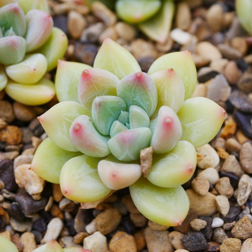Echeveria lime cream - echeveria, puff
