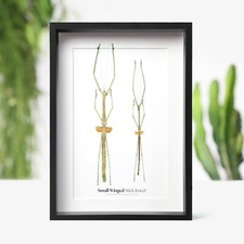 Small Winged Stick Insect Bug