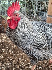 12+    Pure breed Barred Rock