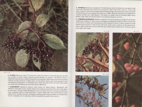 Wild fruits and berries - and,