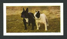 FRENCH BULLDOG  1961 HORNIMANS