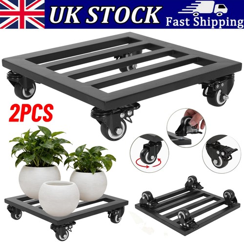 2pcs toque plant - 2pcs,