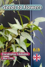 Eucalyptus globulus blue - globulus, gum