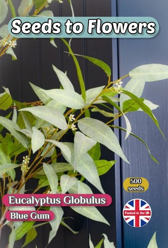 Eucalyptus globulus blue gum - -,