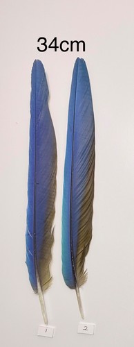 Parrot macaw feather crafts - parrot,