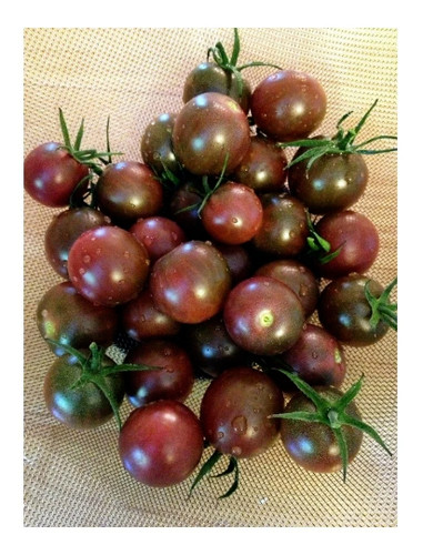Tomato chocolate cherry 20 - chocolate,