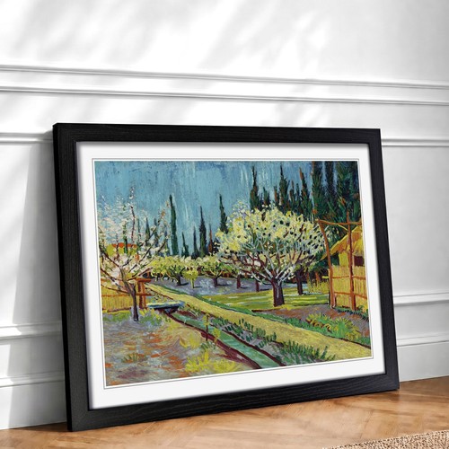 Orchard bordered cypresses - orchard,