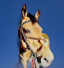 Grackle Noseband Bridle Horse