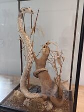 Premium Taxidermy - Mongoose Fighting White King Cobra - Excellent Condition