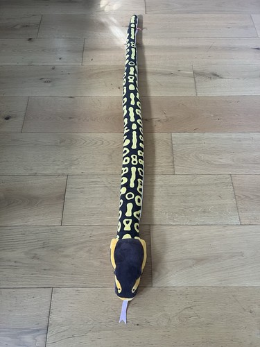 Royal ball python - ball,