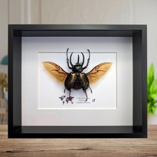 Framed Atlas Beetle Taxidermy