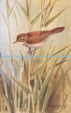 R312195 Roland Green La Rousserolle Effarvatte Acrocephalus Scirpaceus Hermann R