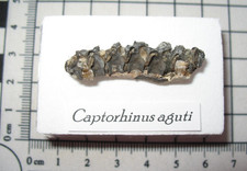 Permian Captorhinus fossil Richards Spur Oklahoma articulated vertebrae #1