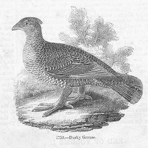 Birds dusky grouse antique - -,