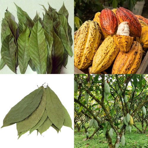 250 dried cocoa leaves - 250+,