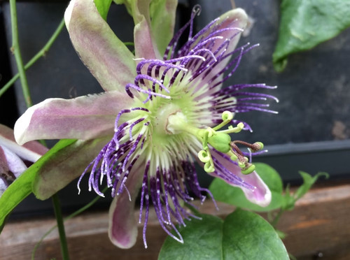 Passiflora nicole passion - passiflora,
