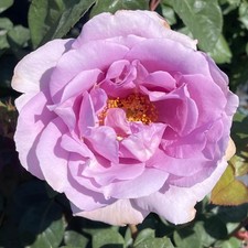 Rose 'Blue Moon' 3L Pot, Gift