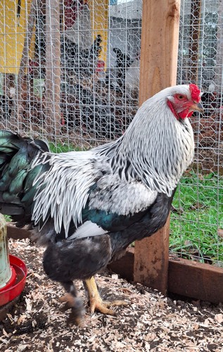 Dark brahma purebreed - 12+,