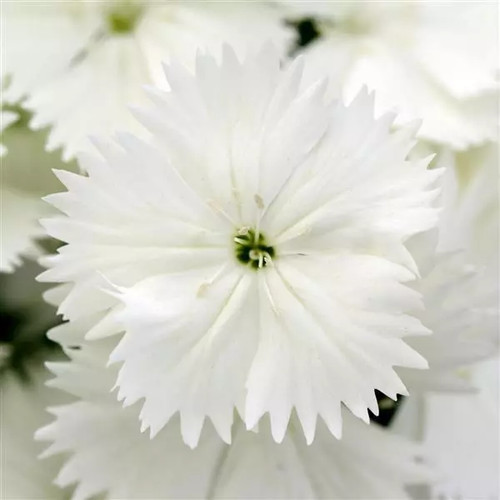 Dianthus white fragrant - dianthus,