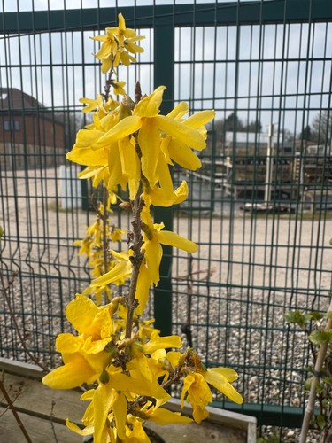Forsythia lynwood 9cm pack - 9cm,