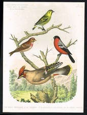1885 Finches & Waxwing Birds