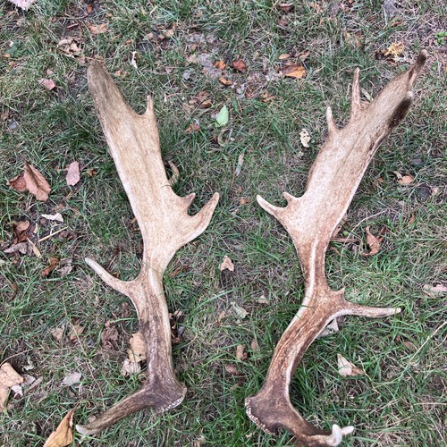 Pair fallow antlers - of,
