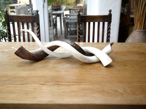 Kudu horn africa - horn,