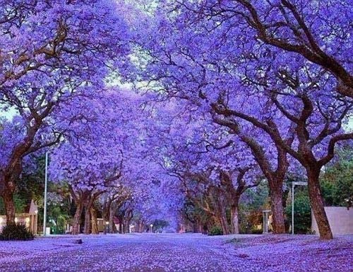 Paulownia tomentosa empress - tomentosa,,