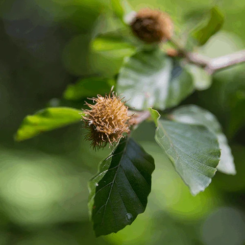 Fagus sylvatica common - sylvatica, beech