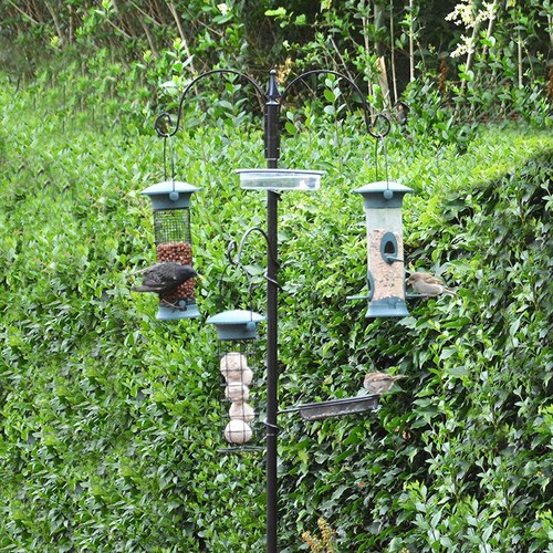 Wild bird feeding station - feeding,
