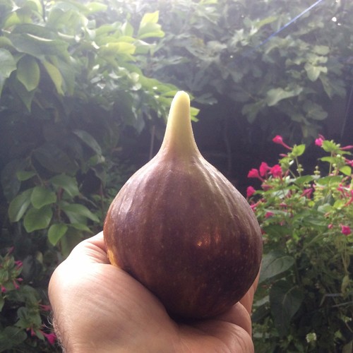 Fig tree from cyprus truly - from,