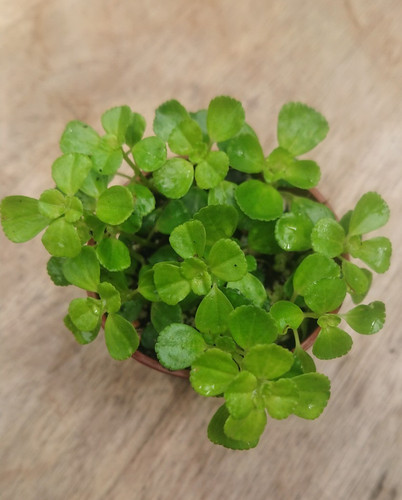 Pilea depressa tiny tears - depressa,